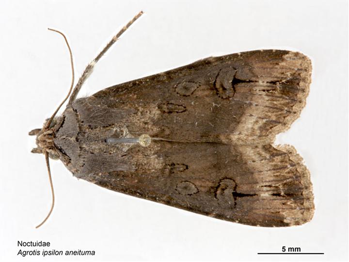 Photo of Black cutworm