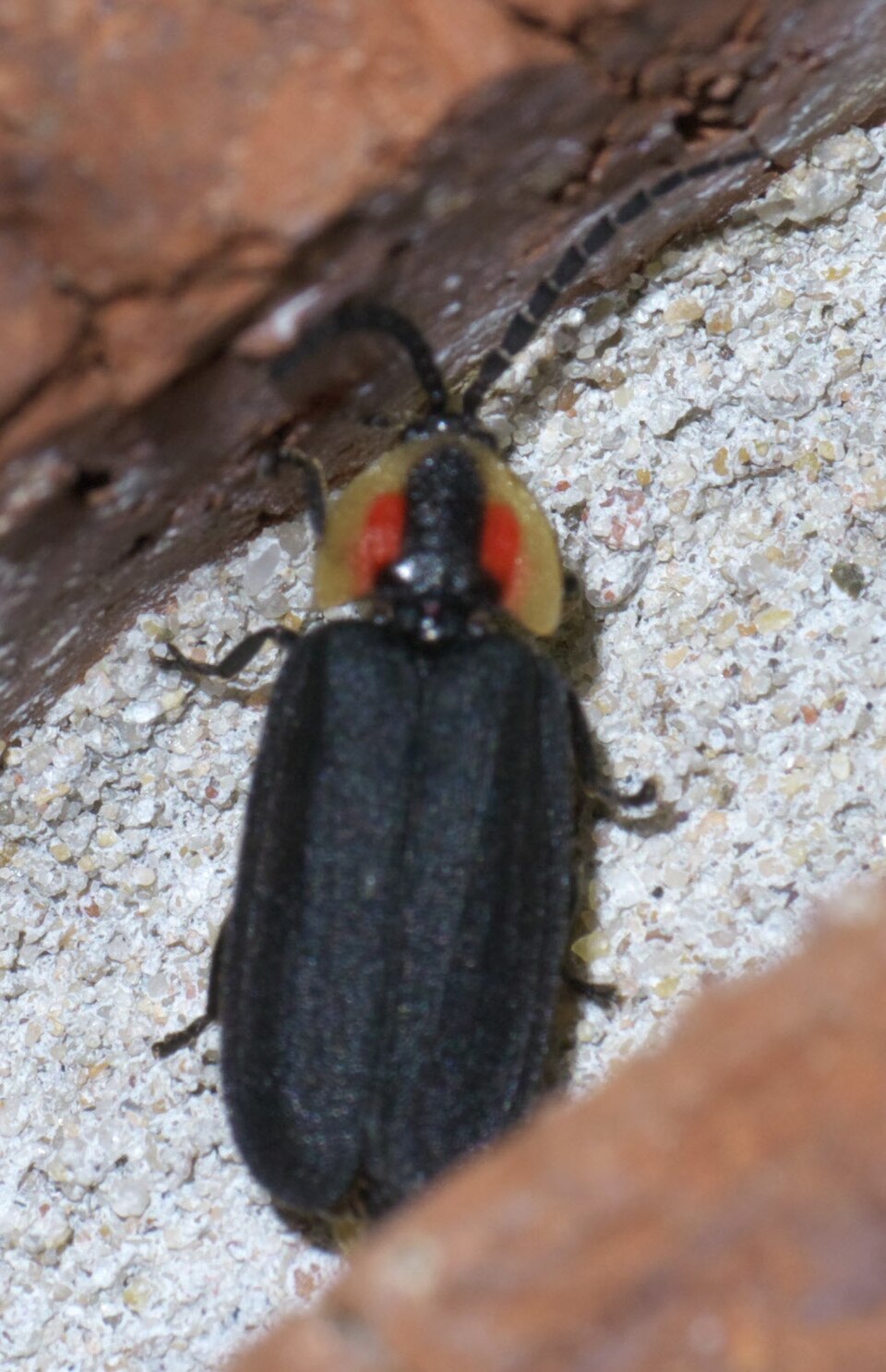 Photo of Black firefly