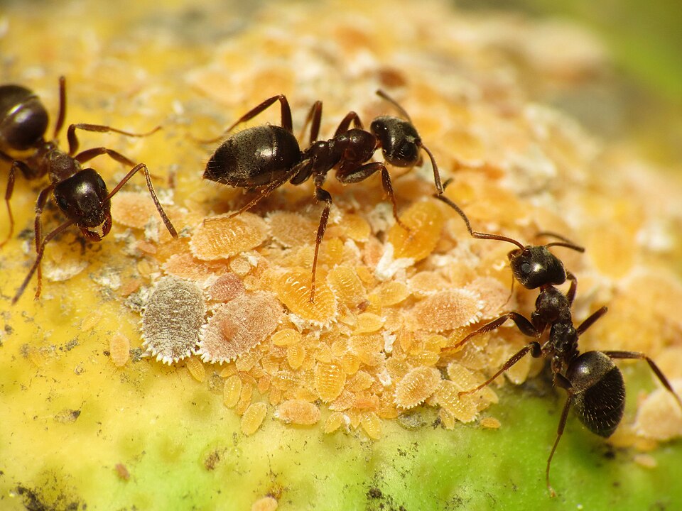 Photo of Black garden ant