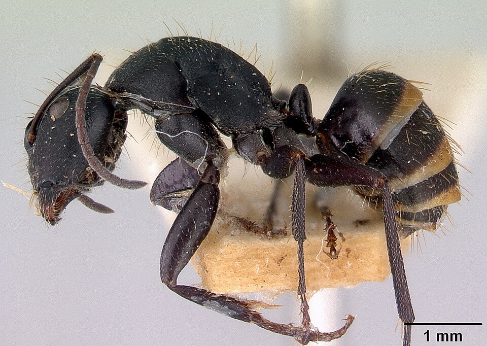 Photo of Black honeypot ant