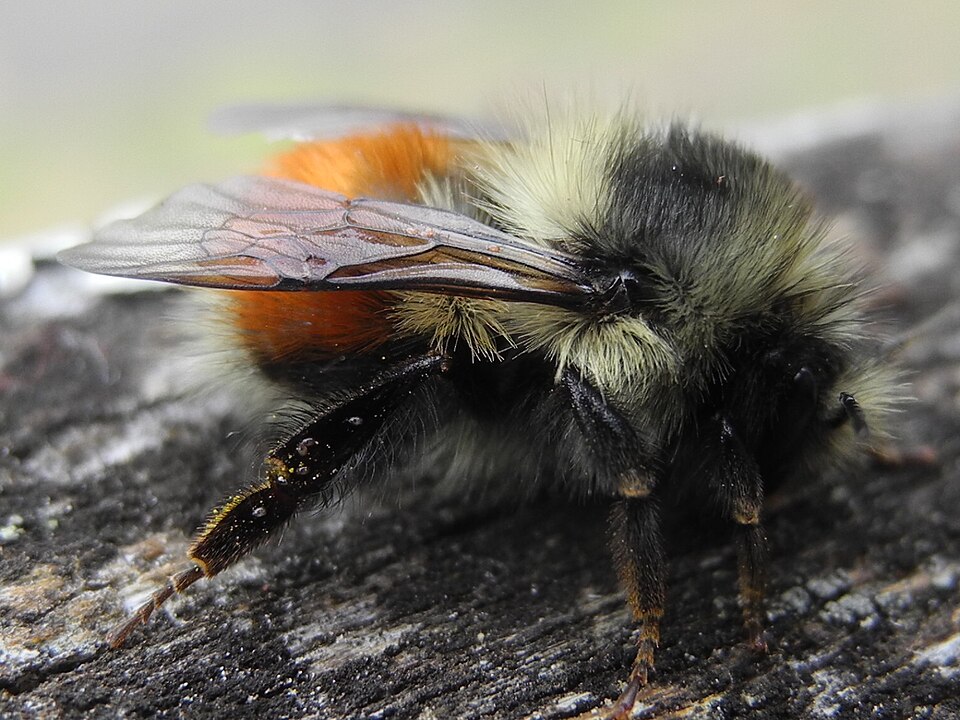 Photo of Black-tailed bumblebee
