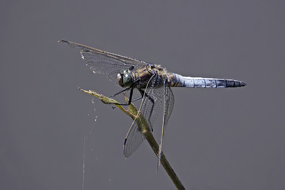 Photo of Black-tailed skimmer