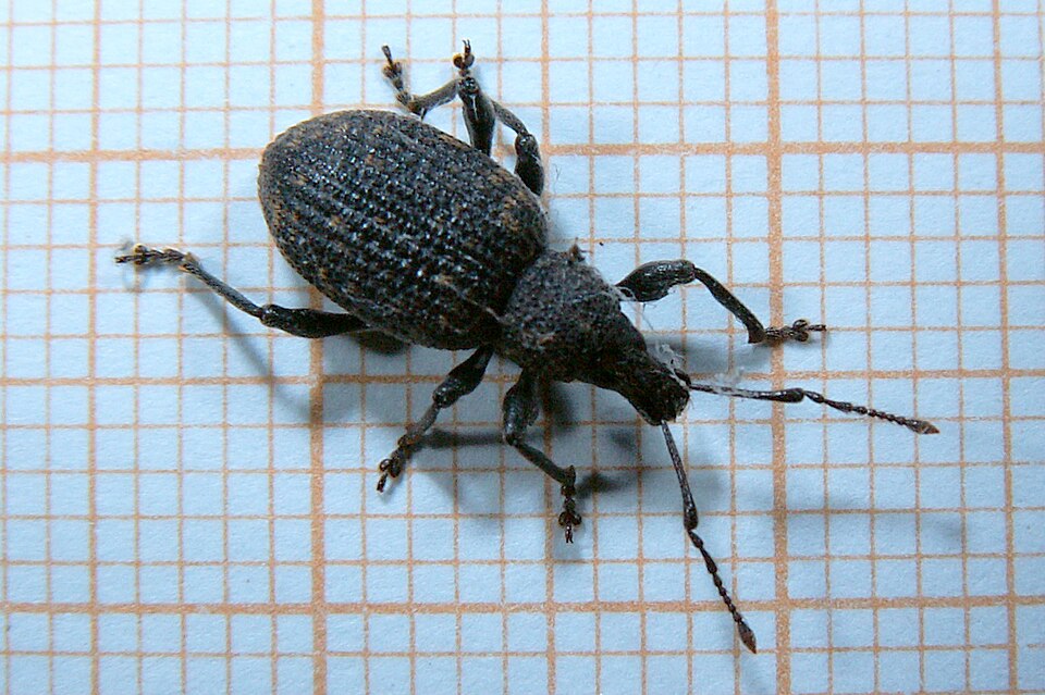Photo of Black vine weevil