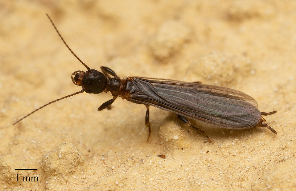 Photo of Black webspinner