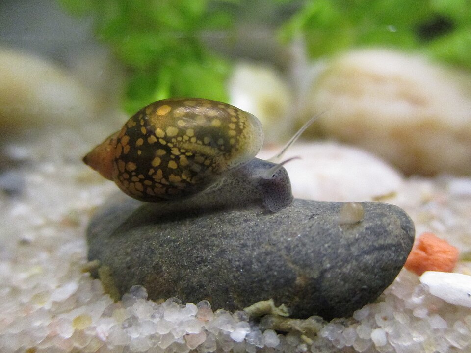 Photo of Bladder snail