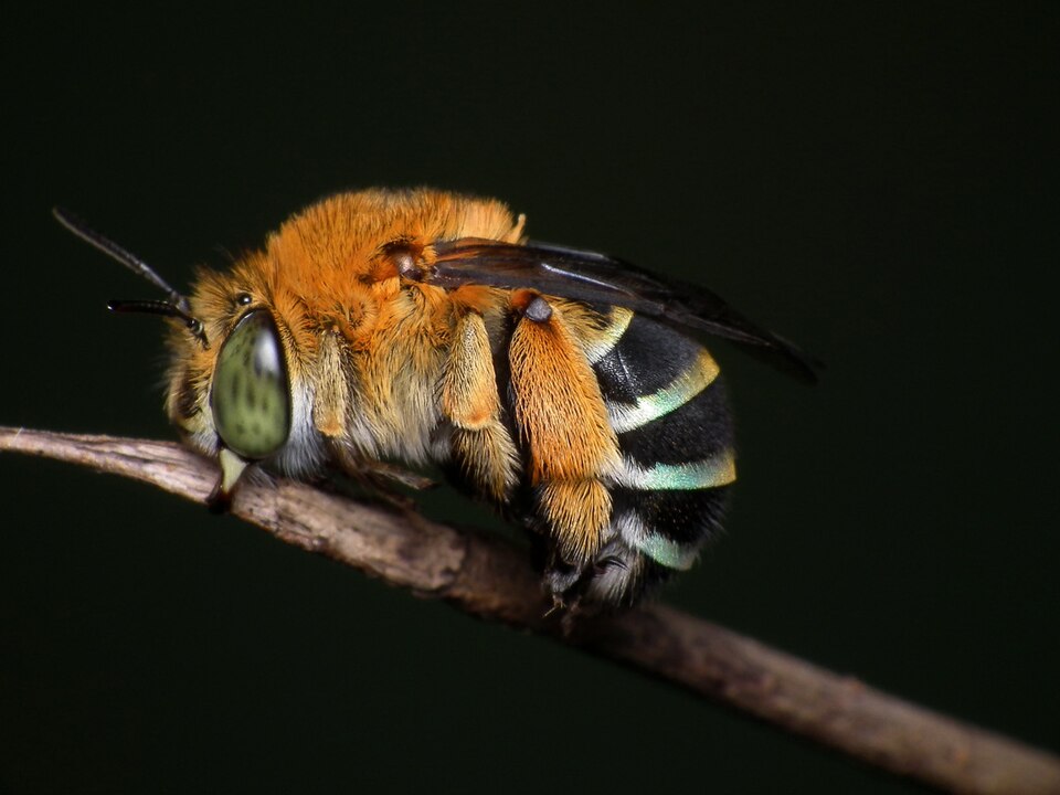Photo of Blue-banded bee