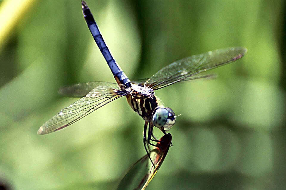 Photo of Blue dasher
