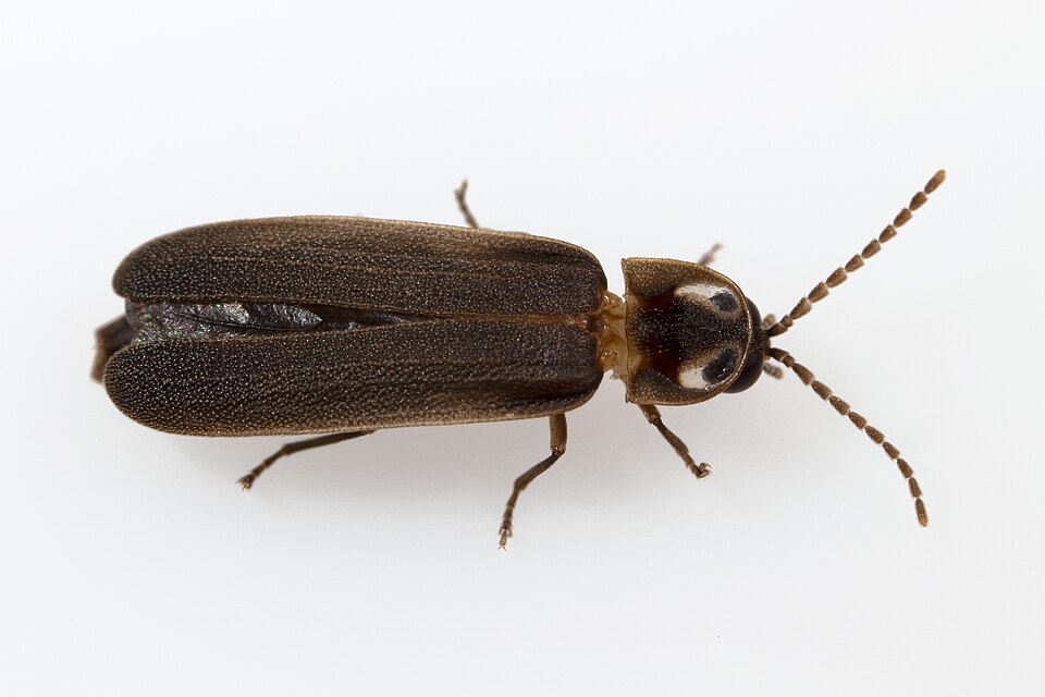 Photo of Blue ghost firefly
