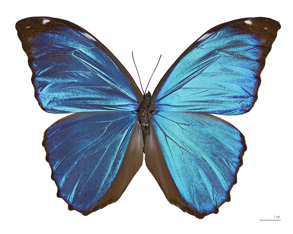 Photo of Blue morpho