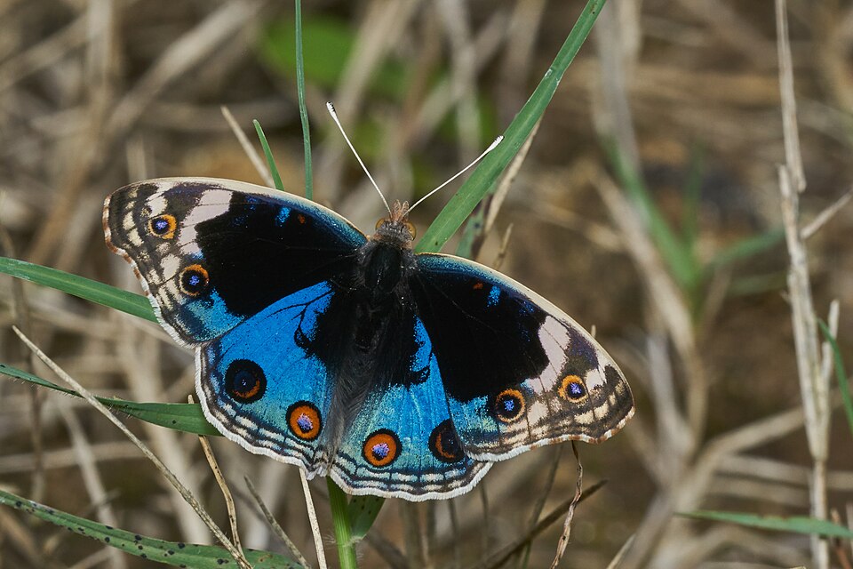 Photo of Blue pansy