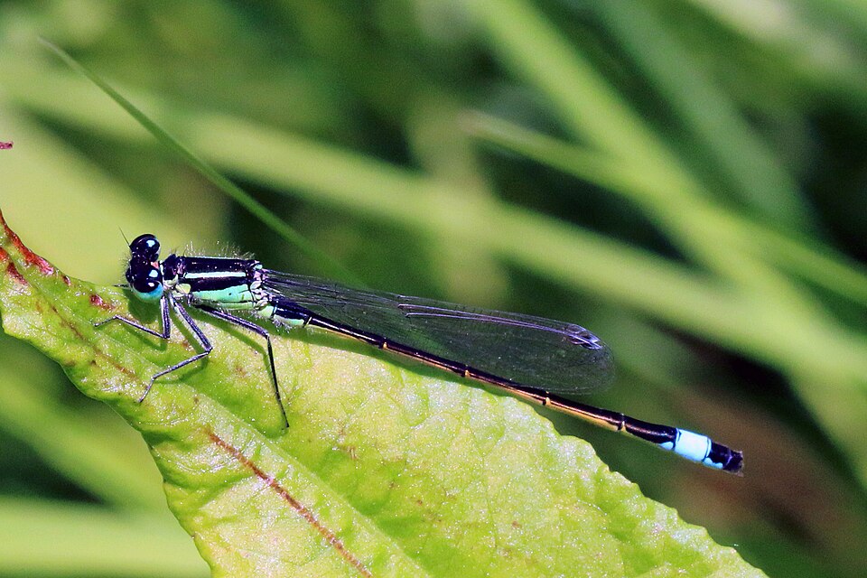 Photo of Blue-tailed damselfly