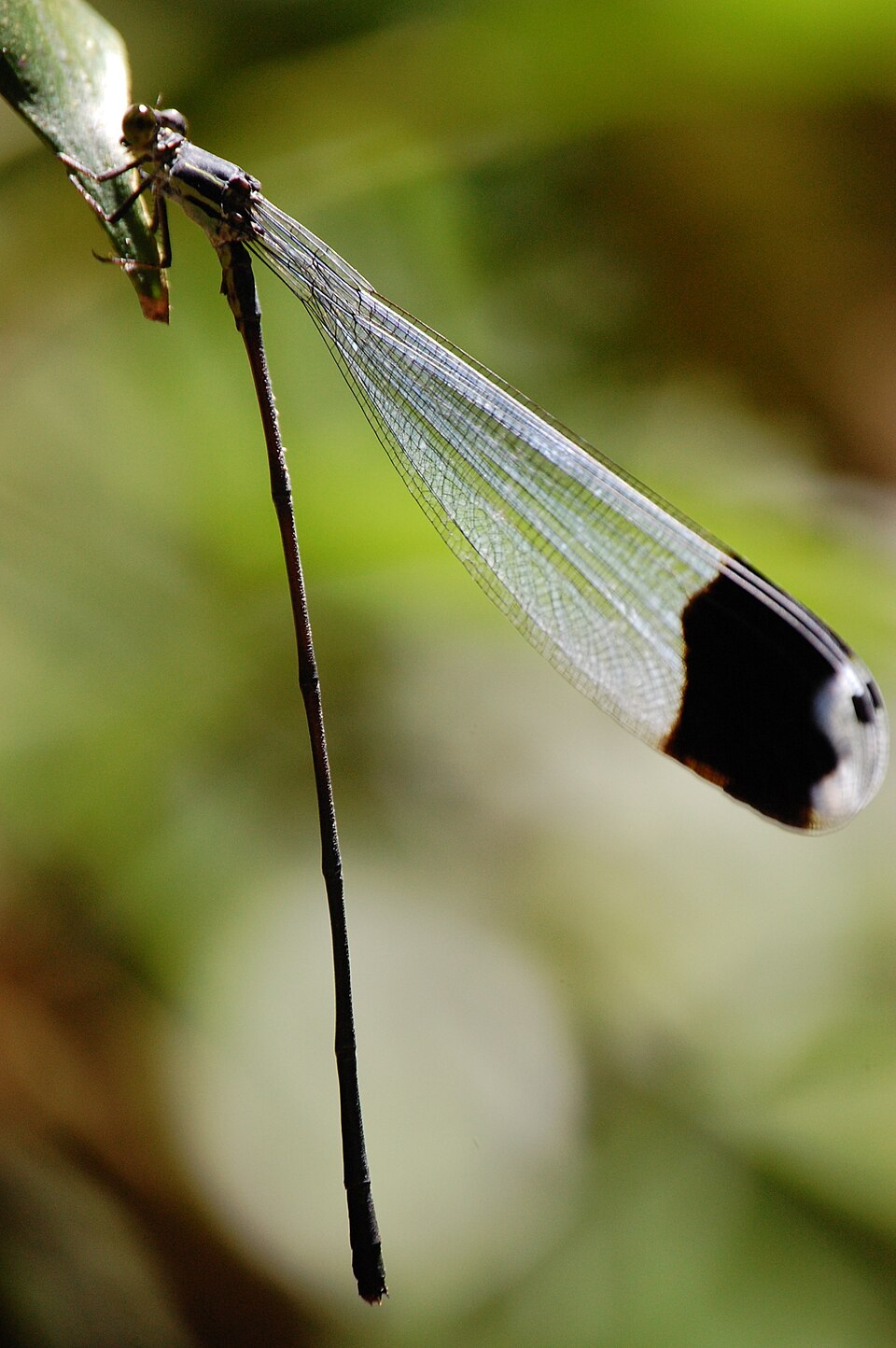 Photo of Blue-winged helicopter