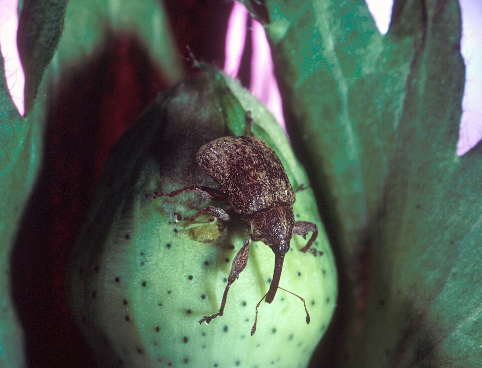 Photo of Boll weevil