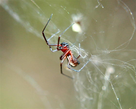 Photo of Bowl and doily spider