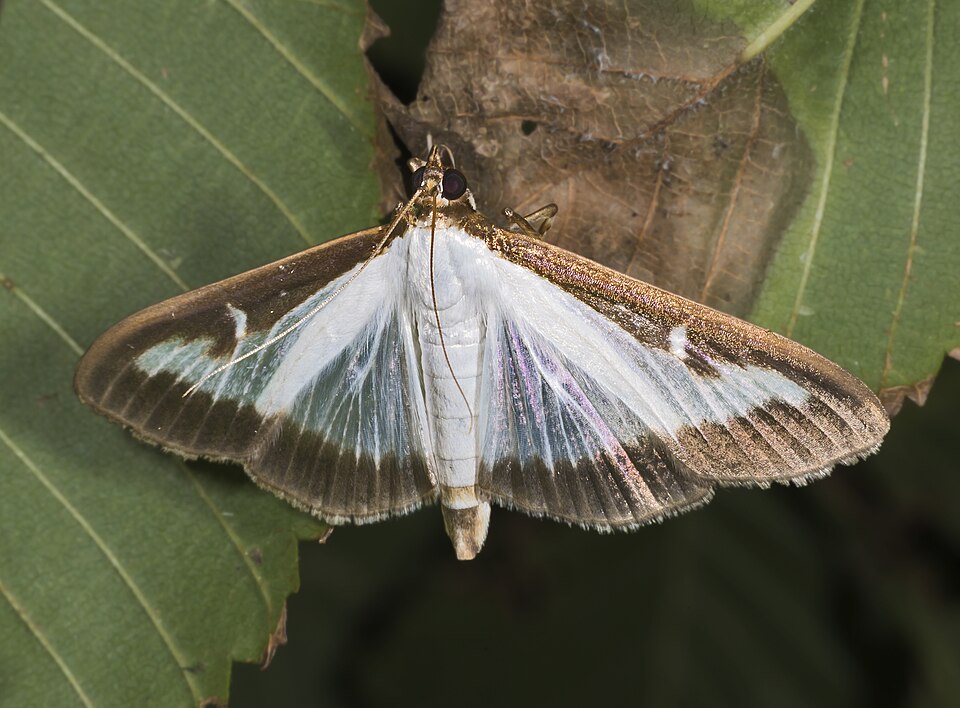Photo of Box tree moth