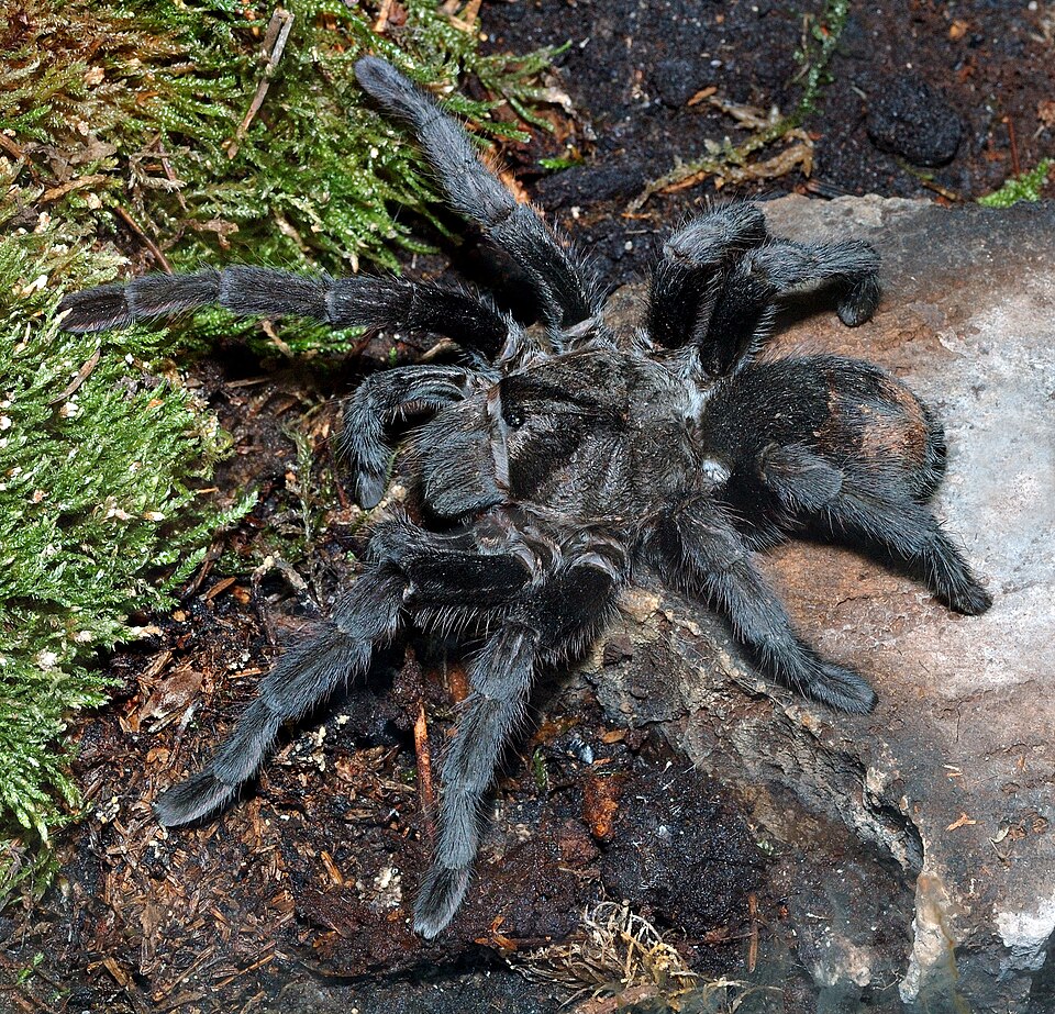 Photo of Brazilian black tarantula