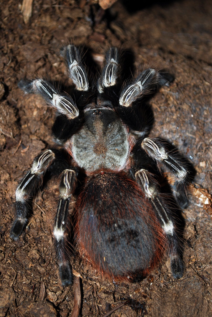 Photo of Brazilian red and white tarantula