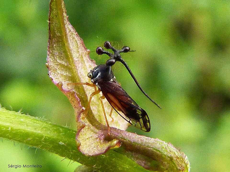 Photo of Brazilian treehopper