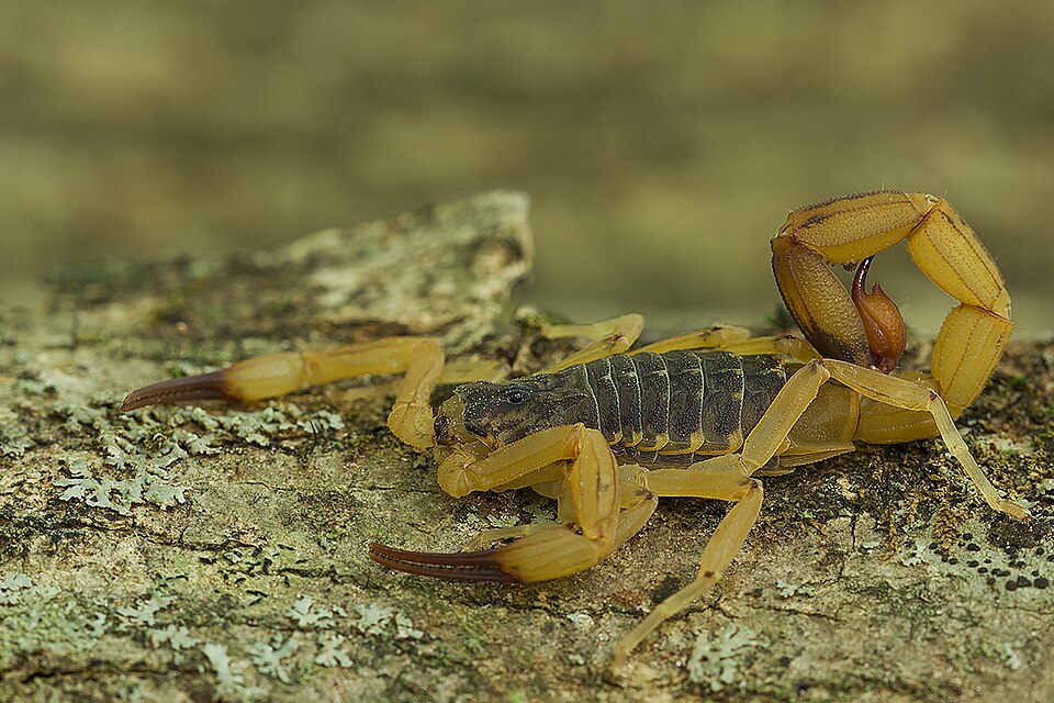Photo of Brazilian yellow scorpion
