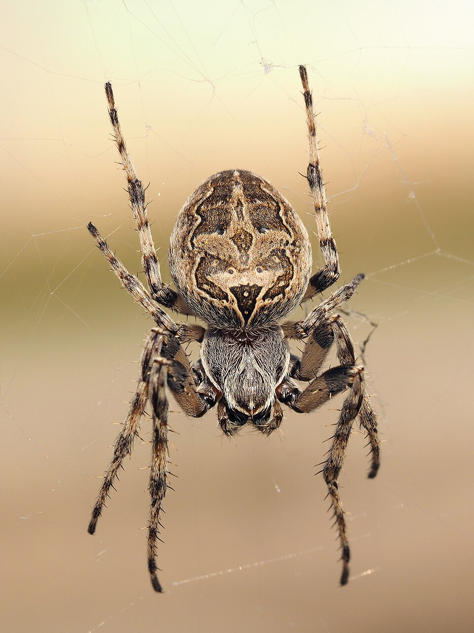 Photo of Bridge spider
