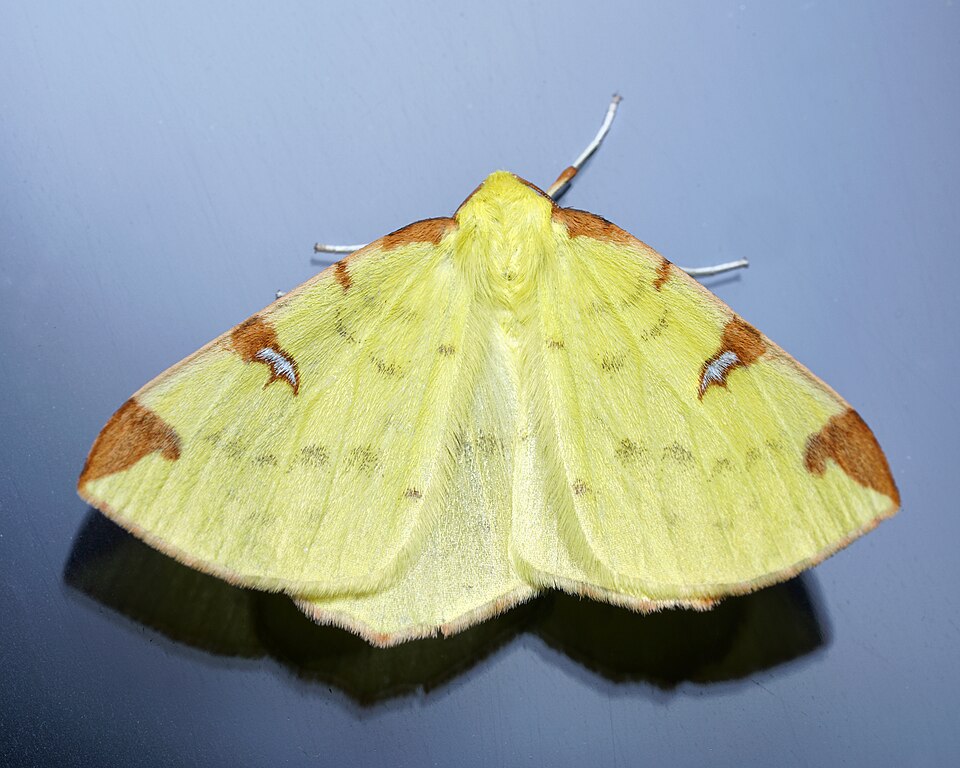Photo of Brimstone moth