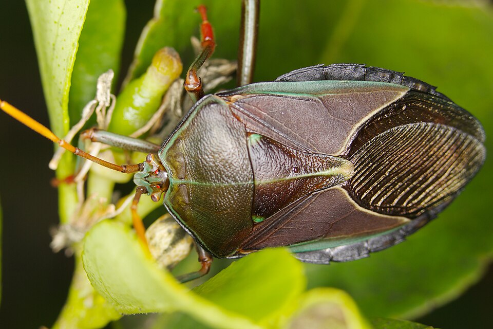 Photo of Bronze orange bug