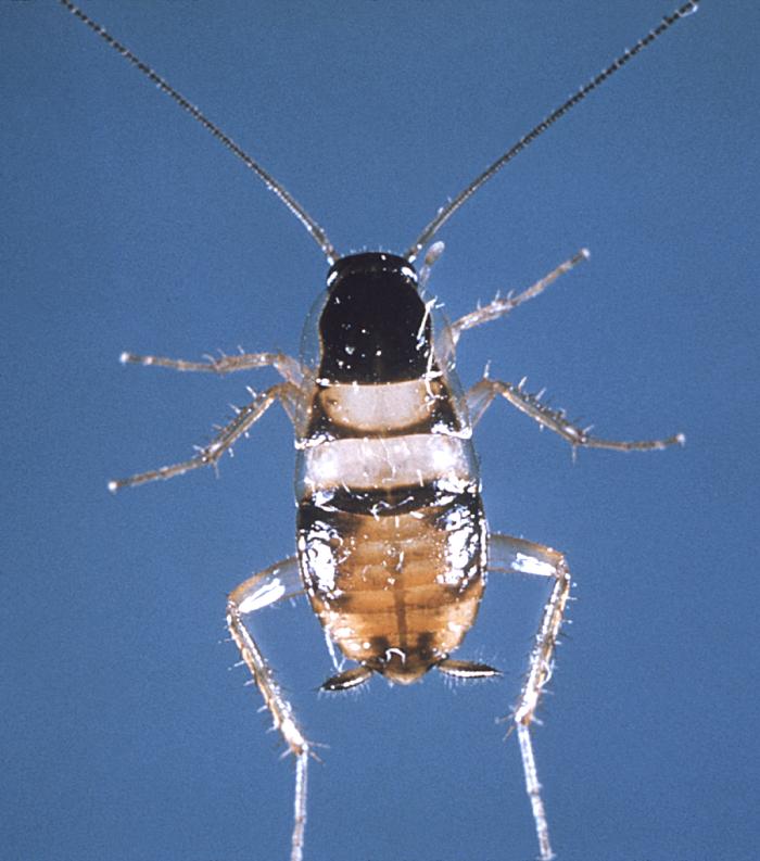 Photo of Brown-banded cockroach