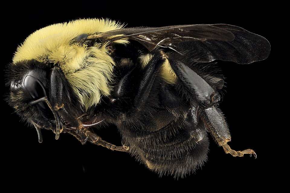 Photo of Brown-belted bumblebee