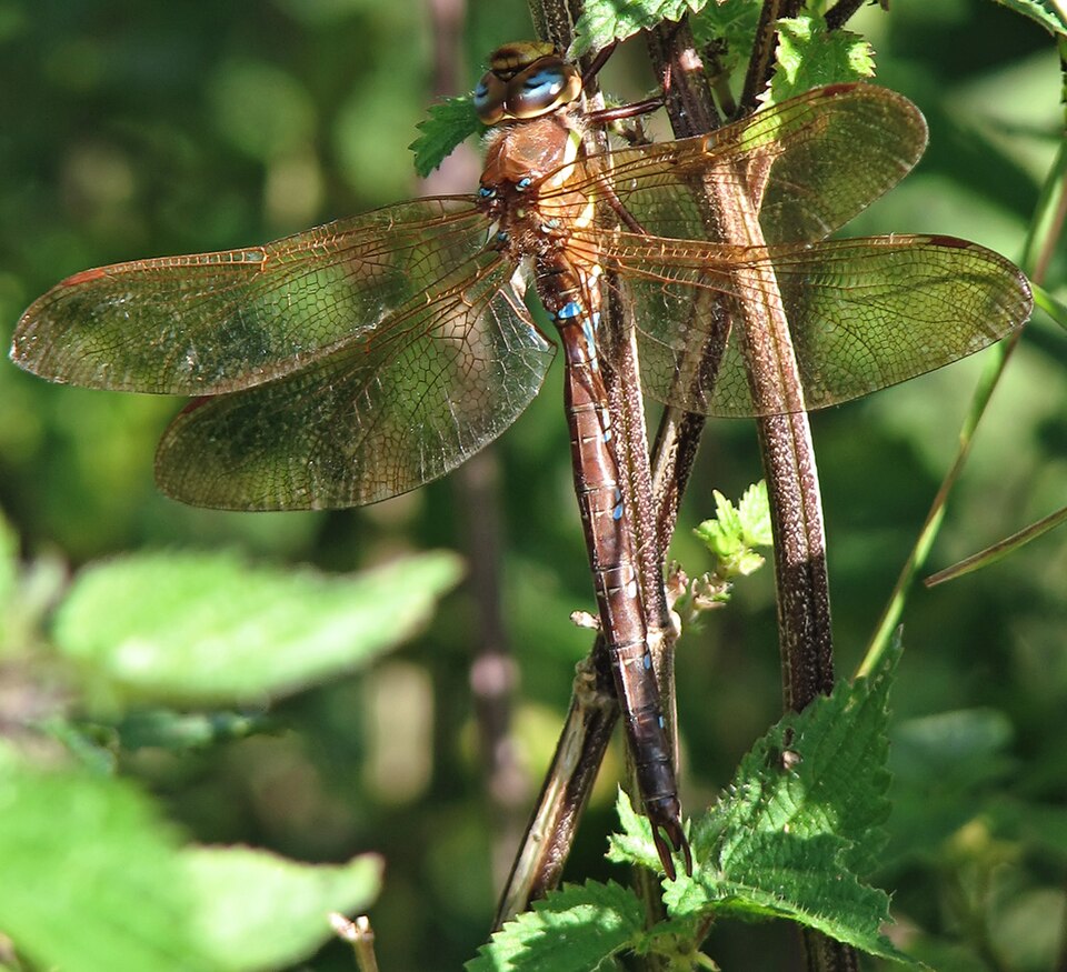 Photo of Brown hawker