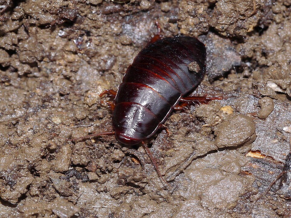Photo of Brown-hooded cockroach