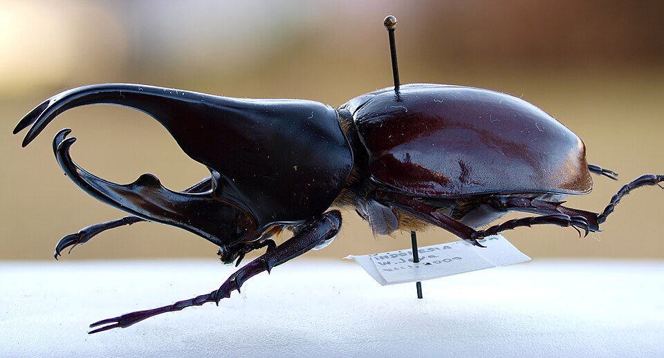 Photo of Brown rhinoceros beetle