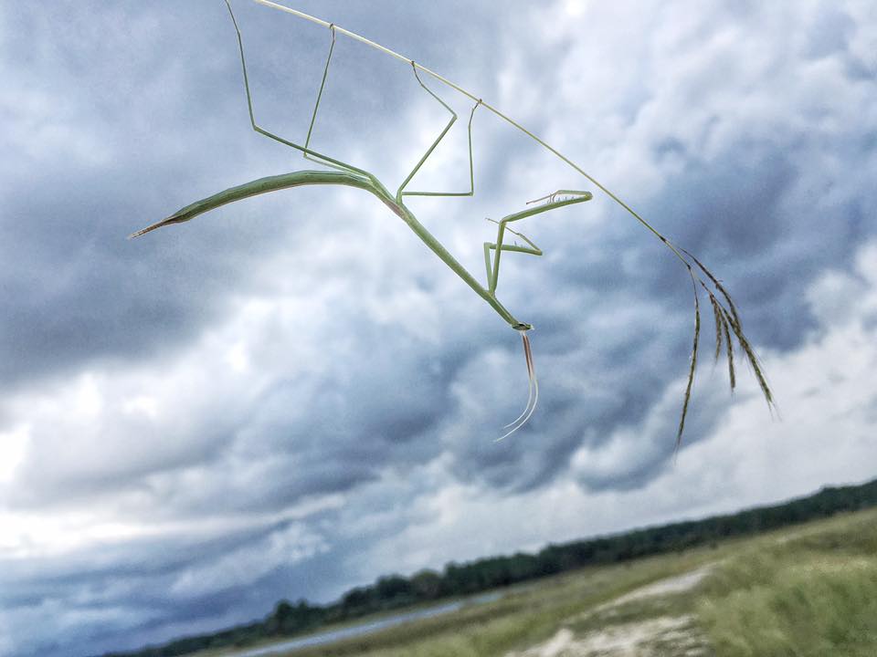 Photo of Brunner's stick mantis
