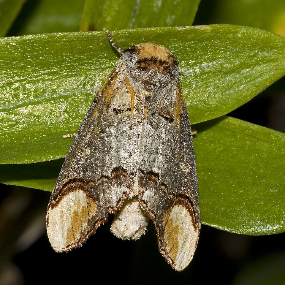 Photo of Buff-tip