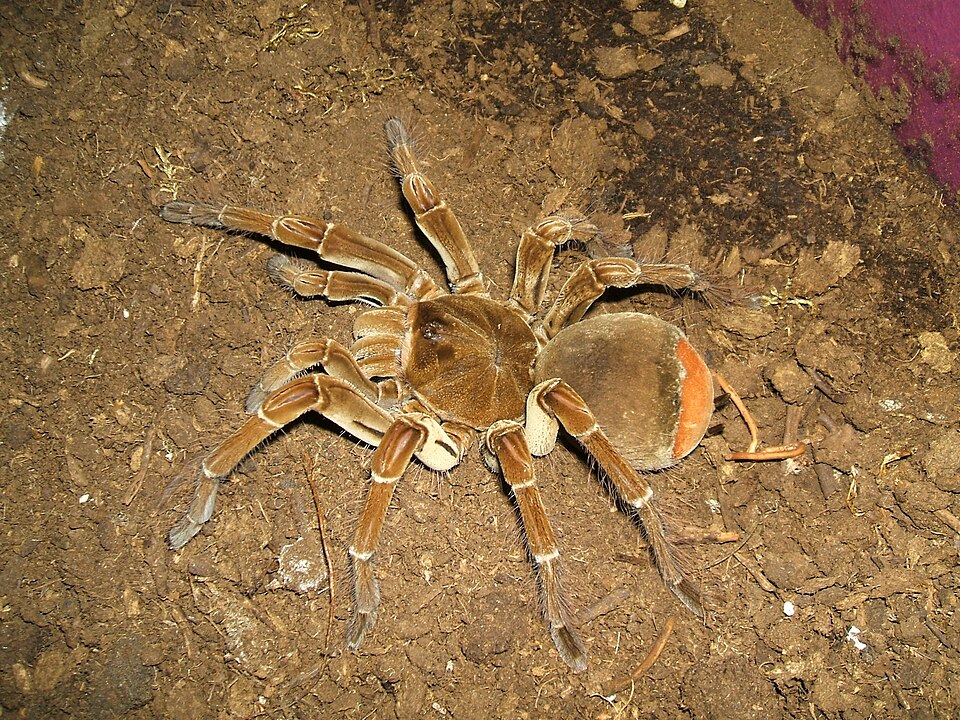 Photo of Burgundy goliath birdeater
