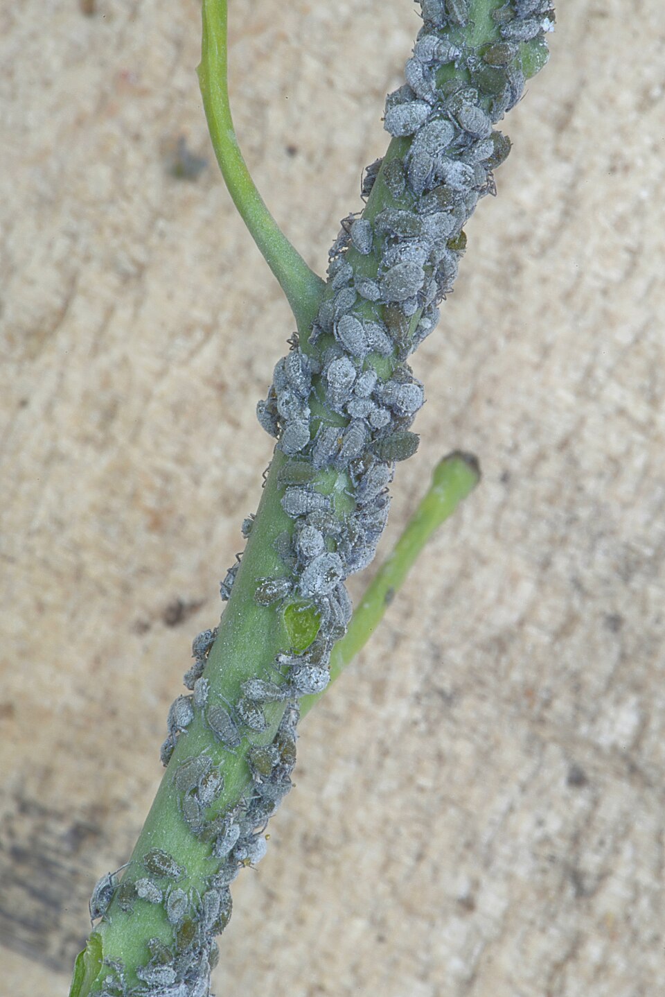 Photo of Cabbage aphid