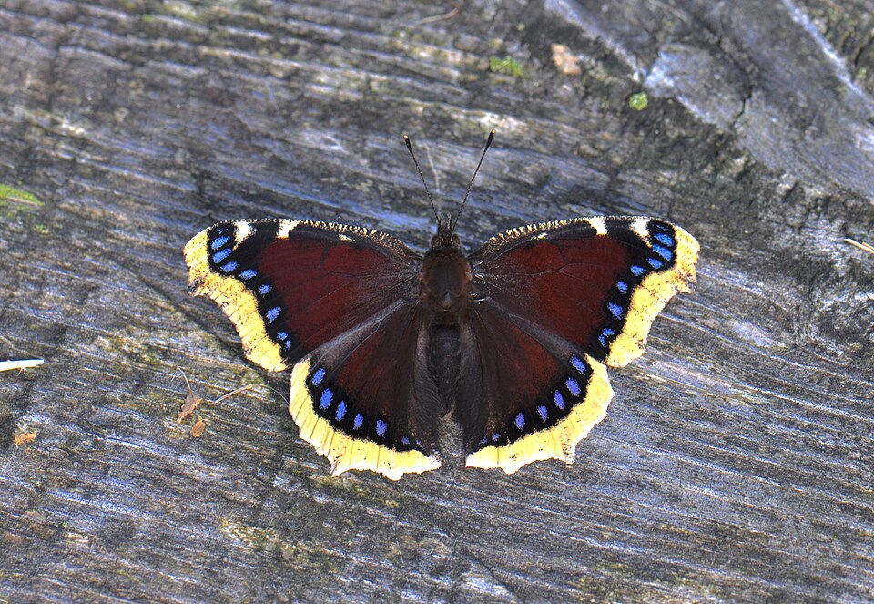 Photo of Camberwell beauty