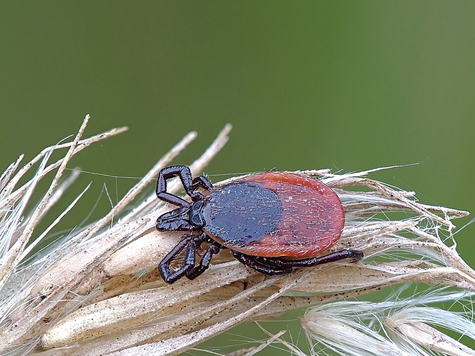 Photo of Castor bean tick