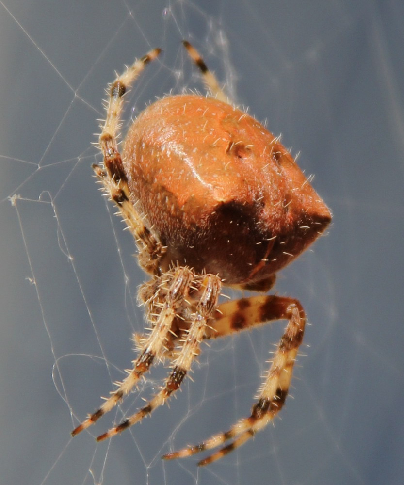 Photo of Cat-faced spider