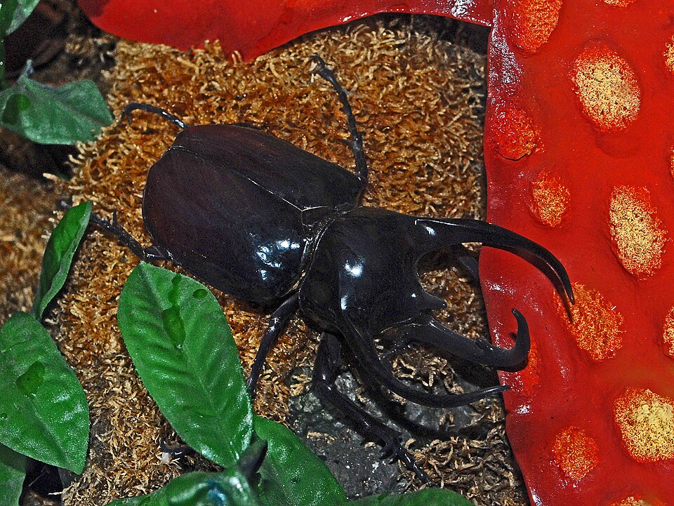 Photo of Caucasus beetle