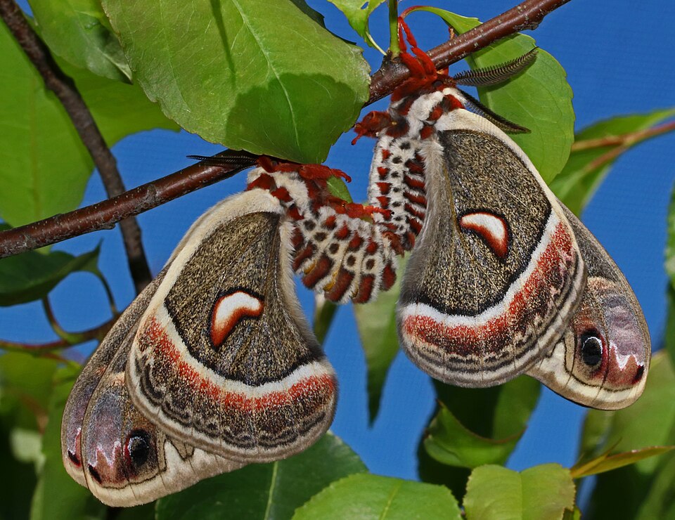 Photo of Cecropia moth