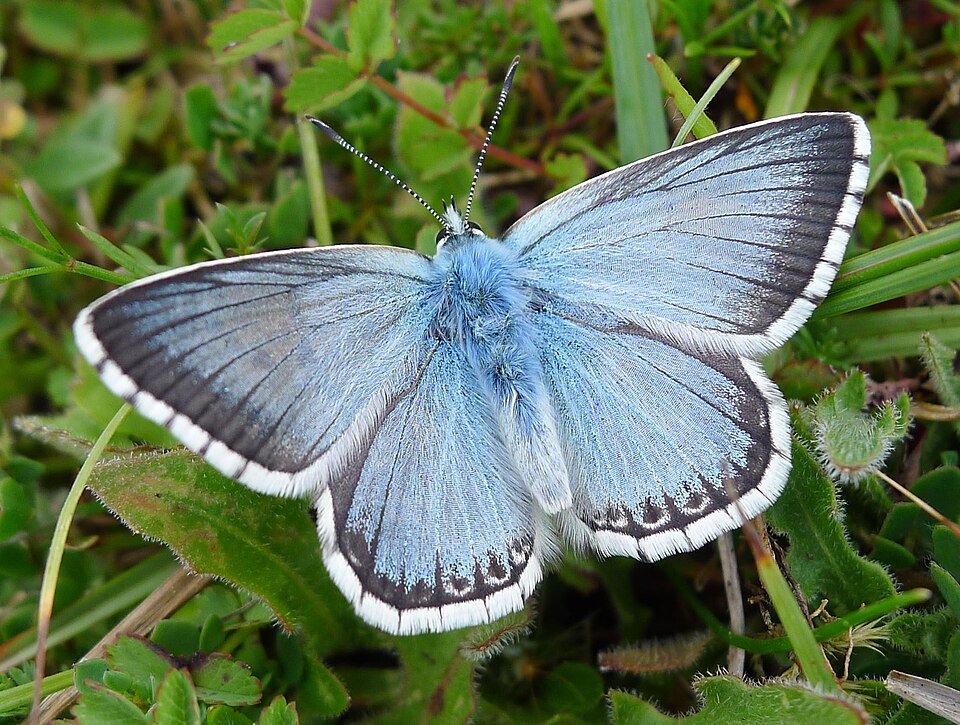 Photo of Chalkhill blue
