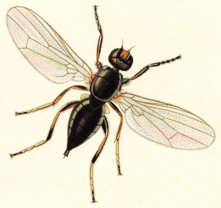 Photo of Cheese fly