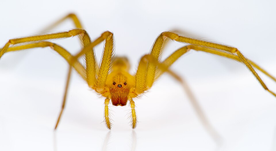 Photo of Chilean recluse