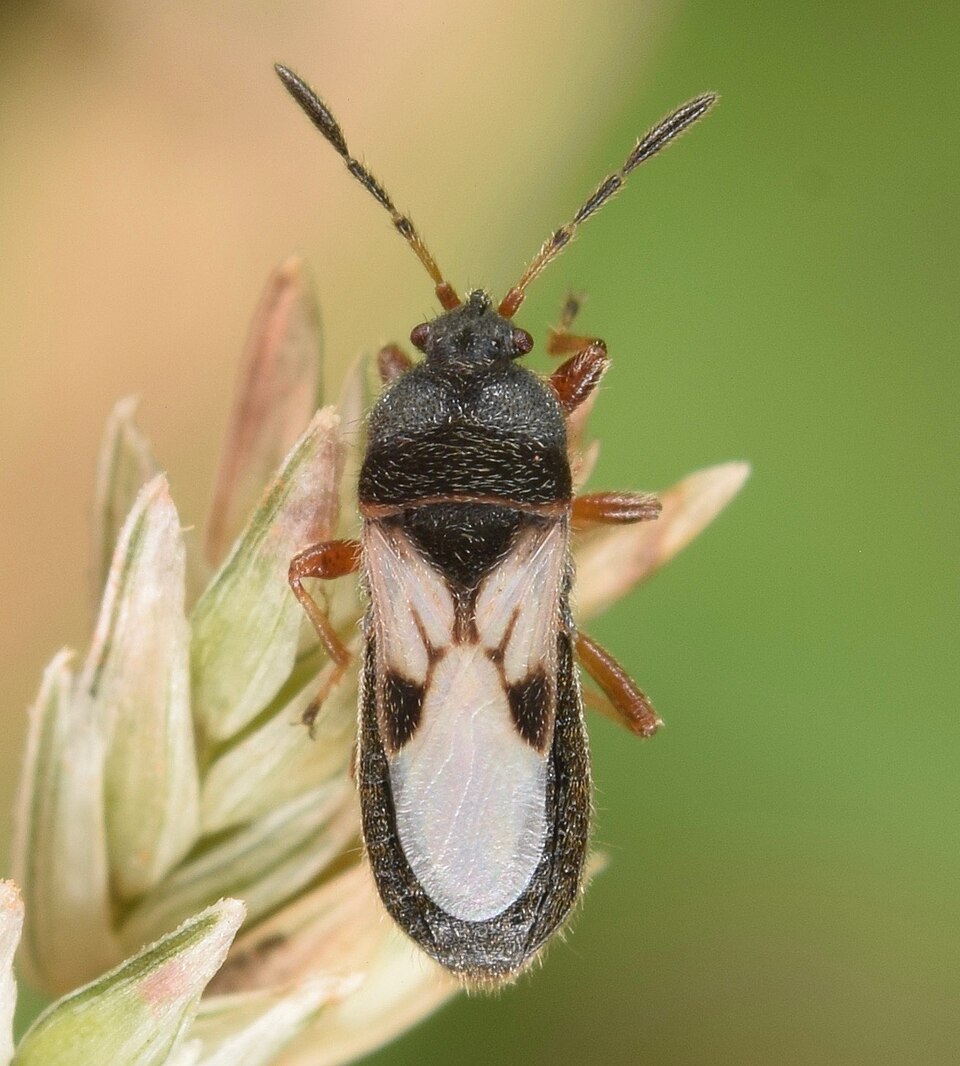Photo of Chinch bug