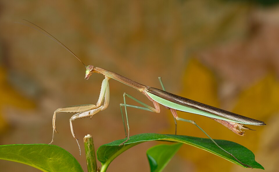 Photo of Chinese mantis