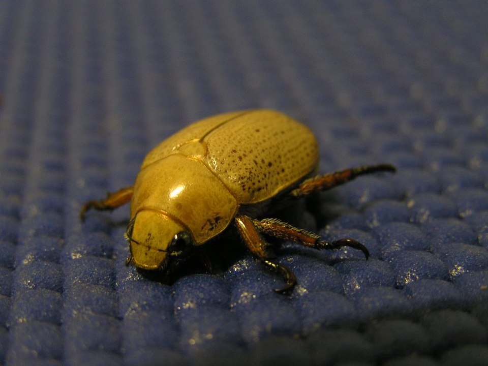 Photo of Christmas beetle
