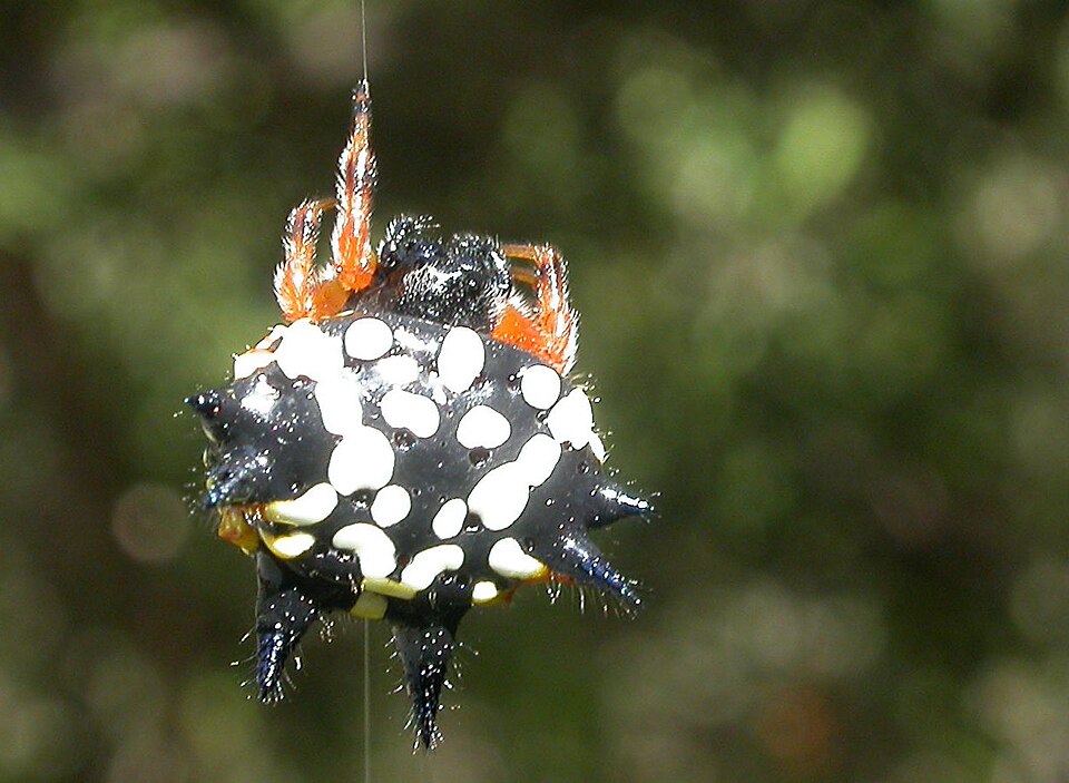 Photo of Christmas spider