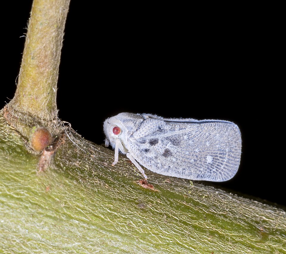 Photo of Citrus flatid planthopper