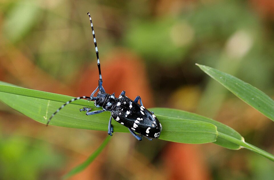 Photo of Citrus longhorn beetle