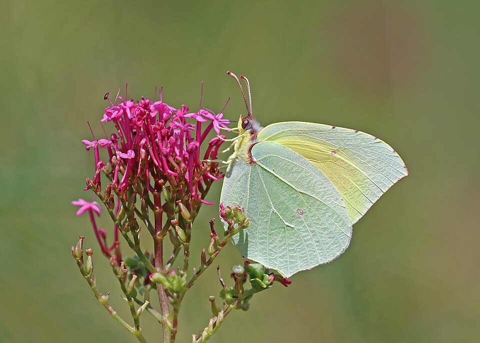Photo of Cleopatra butterfly